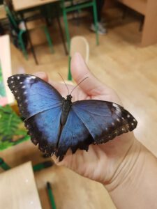 Warsztaty edukacyjne - motylarnia